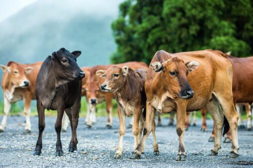 1头牛168万人民币是为什么 它多重 附最新牛价格行情