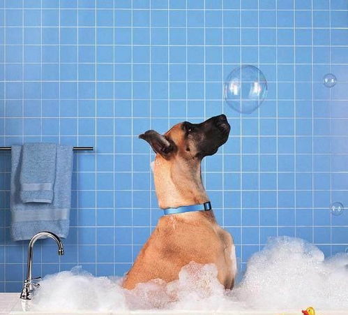 自己动手给汪星人洗澡,在家如何洗出宠物店的效果