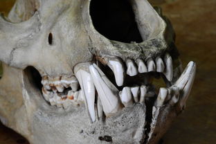 熊,头骨,骨头,牙齿,颚 