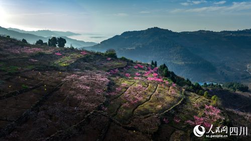 四川成都 龙泉山桃花迎来最佳观赏期