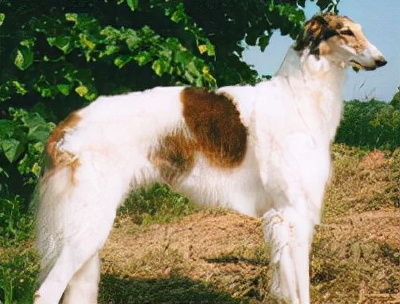 从广州托运一只苏俄牧羊犬到永州过程曝光