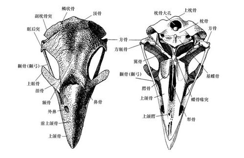 鸟类骨骼标本制作及鉴定指南