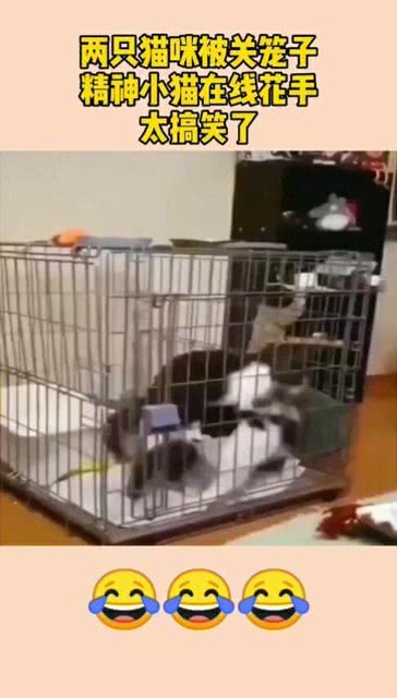 家里两个月的小猫是应该关在笼子里养还是放养(两个月的小猫放在笼子里养可以吗?)