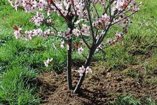 樱花树哪个品种最甜？