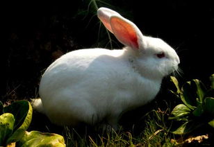 家兔冬季养殖注意防湿,养殖成本