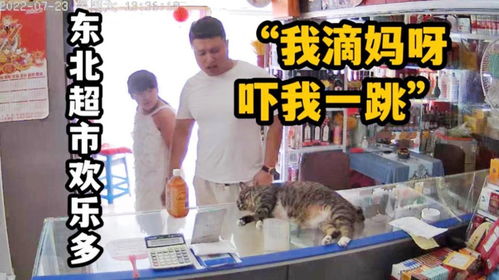 当老板在超市养猫,每天不同顾客反应太搞笑