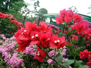 三角梅的花期是什么时候,中国红三角梅几月开花