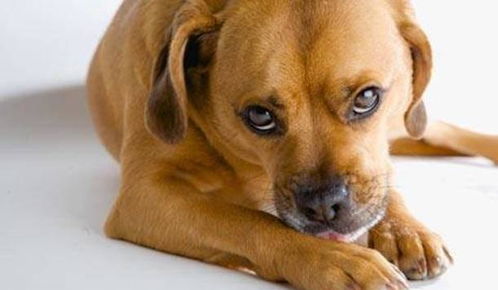 狗狗过度舔舐爪子,很有可能是这6种健康问题的前兆 