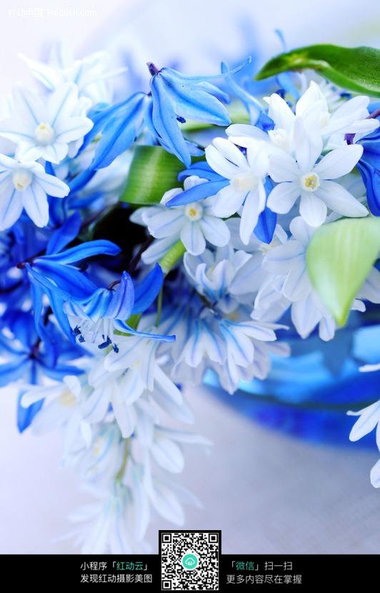 属于摩羯座蓝色的花 属于摩羯座蓝色的花有哪些
