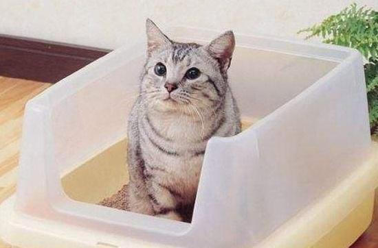教会猫咪使用猫砂盆,是铲屎官的 重任 ,不然以后日子可不好过