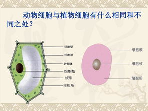 植物细胞和动物细胞 搜狗图片搜索