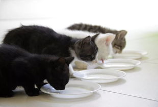 猫咪家居训练指南三 如何增加猫咪喝水量