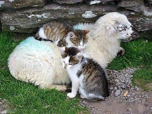 猫和羊的组合,也太有爱了吧