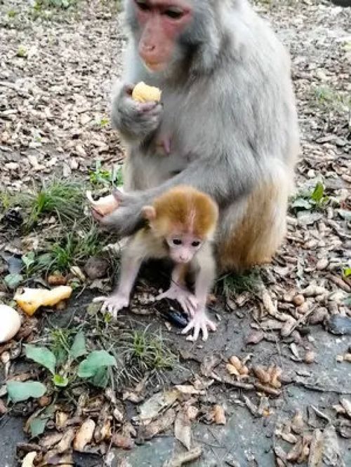 才出生几天的小猴宝宝想学走路了 