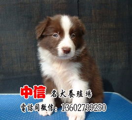 图 广东最大的养狗基地 优良传统 品质至上 边境牧羊犬 东莞宠物狗 东莞列表网 