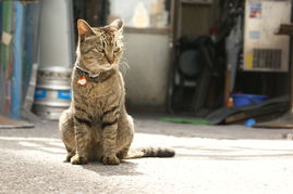 索尼a350 250mm 单头套机 样张图片85素材 