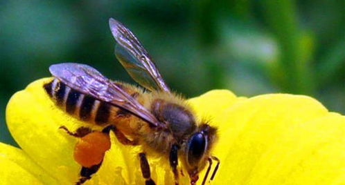 蜂蜜不是蜜蜂的 粑粑 ,那么蜂群中有 厕所 吗 佩服蜜蜂智慧