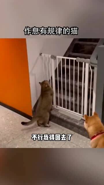 一只作息有规律的猫 