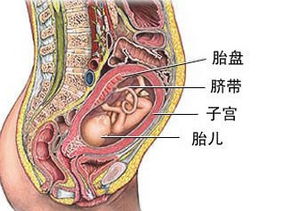 你的胎盘吃了吗 妈妈们怎么处理你的胎盘呢 