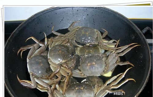 螃蟹怎么煮最好吃 教你如何识别螃蟹是否新鲜