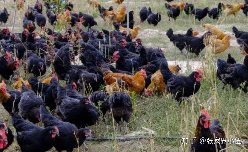 回农村创业养殖土鸡1000只能有多大的利润 