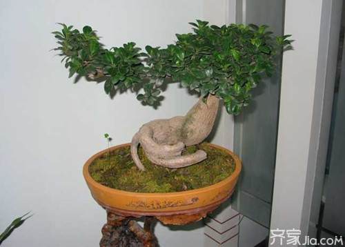 冬季盆景植物怎么养 光照 浇水 施肥