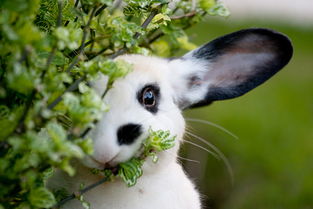 兔子不吃不喝一直蜷缩在一个角落 