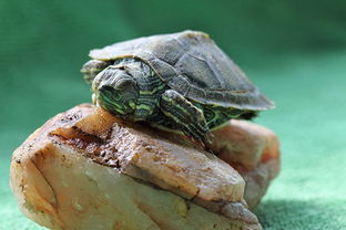 乌龟吃什么长得快,乌龟吃什么长得快 小乌龟怎么养