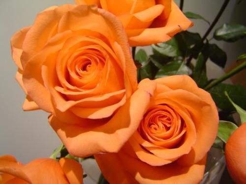 请问,橙色的玫瑰花,花语是什么 