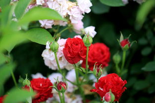 月季,牡丹,玫瑰,蔷薇的区别？