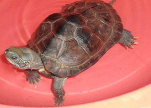中华草龟和花龟怎么区别？
