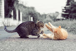 猫咪经常吐毛球,猫咪时不时就吐一团毛球出来 