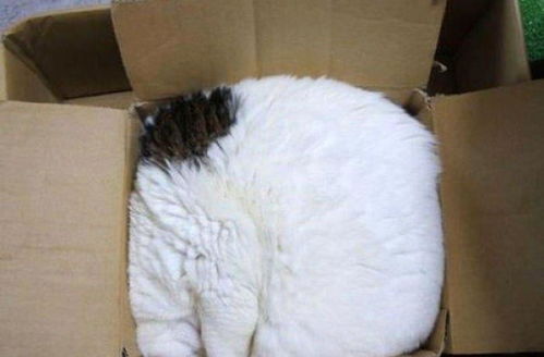 你知道猫为什么爱钻盒子吗