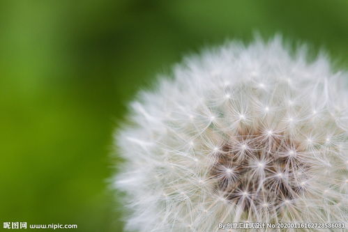 蒲公英摄影美图图片 