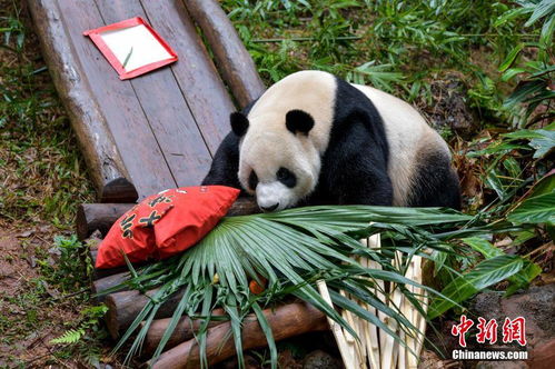 Hainan giant panda brothers eat dumplings to open the blind box to celebrate the Spring Festival