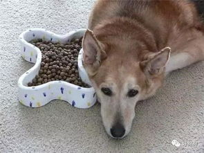 科普篇 解决狗狗挑食问题,不能用饿它的方法
