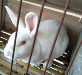 贵州塞北兔养殖基地直销供应报价多少钱