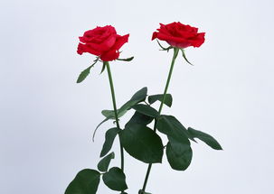红玫瑰花实拍红玫瑰图片红玫瑰摄影玫瑰素材 模板下载 0.47MB 花卉大全 自然 