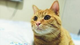 猫为什么要打疫苗 猫咪需要打哪些预防针呢