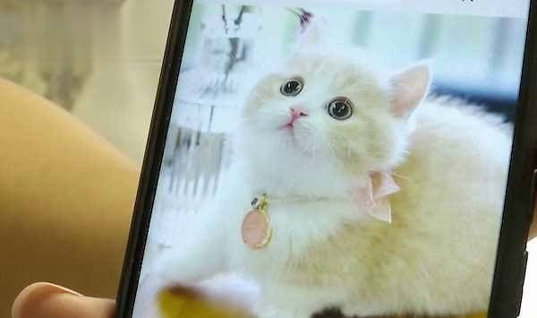 网购宠物猫,3天就病死了 商家 只能吃我家猫粮