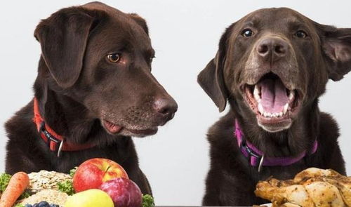 狗狗吃蔬果大有讲究,以下5种蔬果大有讲究,容易吃出问题