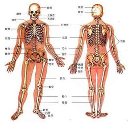 谁有人体骨头名称图