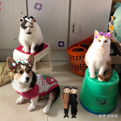 只养一只猫的家庭,猫会孤独吗,大家是怎么解决的呢 