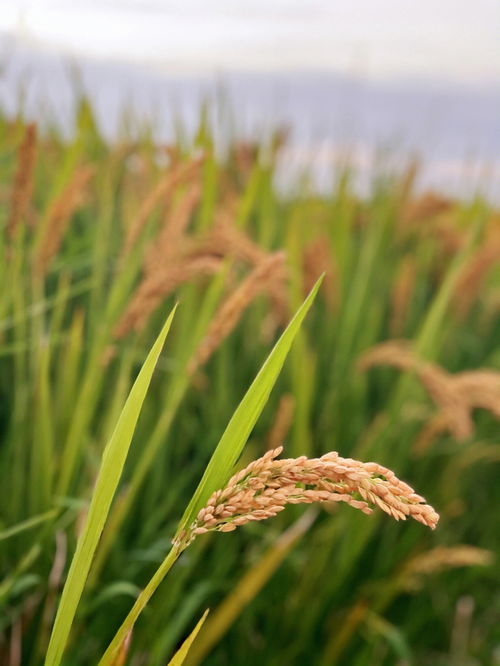 稻子什么时候成熟,稻子什么季节成熟，稻子成熟时间？