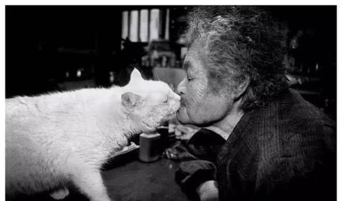猫咪陪86岁的奶奶生活, 日常相处画面, 让孙女觉得比电影还经典