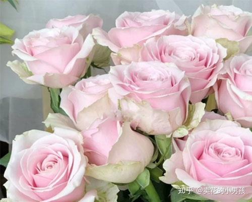 粉红雪山玫瑰花语,粉红雪山花语？