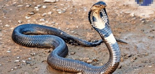 中国最毒的四种毒蛇, 一旦被咬中基本上是九死一生