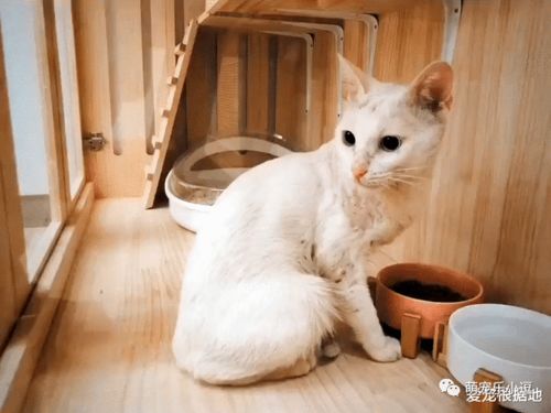 一年前被人领养的猫,带着伤回到原主人身边,它一直在找回家的路