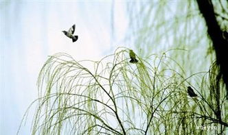 关于鸟和柳树的诗句