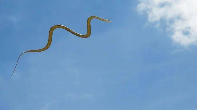 身体细长的毒蛇为什么会飞 下树上树太费时间,还是飞比较快